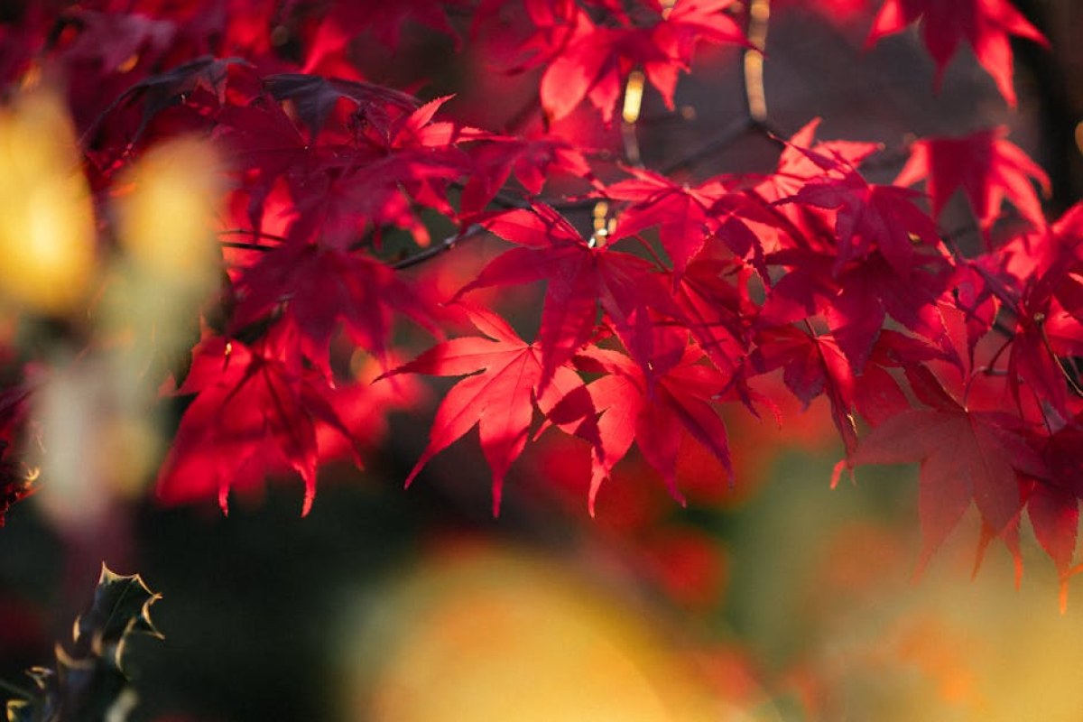 crimson desert screenshot